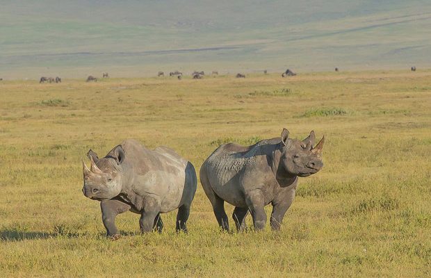 Rhino in the Crater