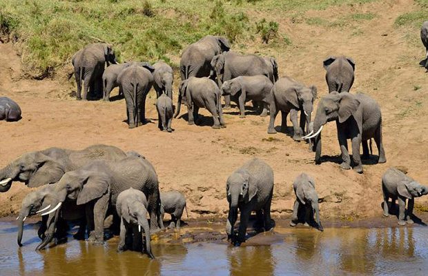 the herd of Elephants in Tarangire National Park during Honeymoon Safari in tanzania