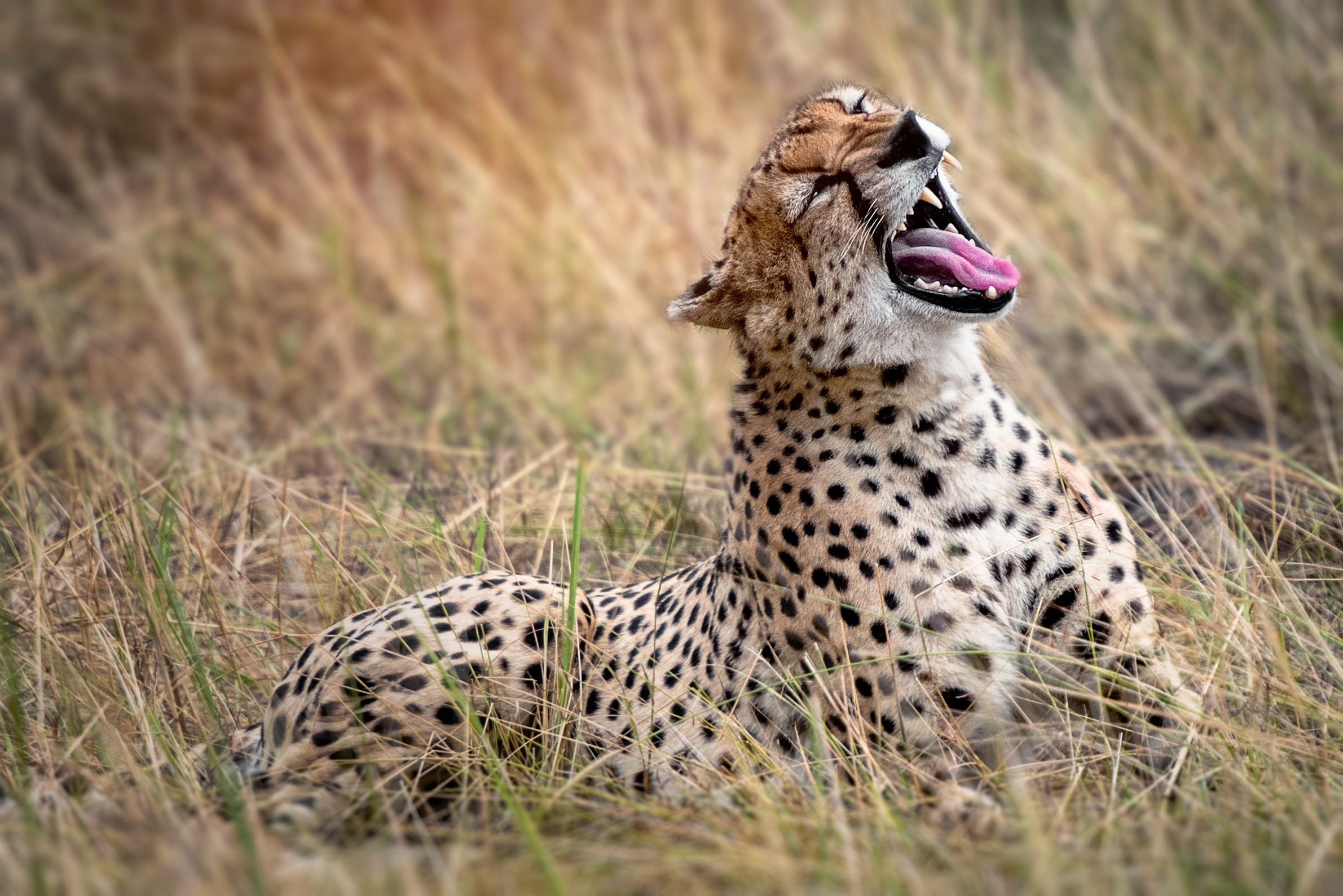 cheetah yawning in the vast plains during a safari