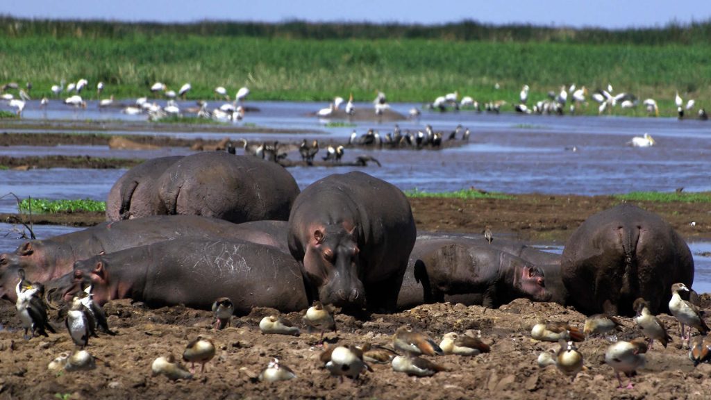 hippos and Flamingos in Lake Manyara during a safari