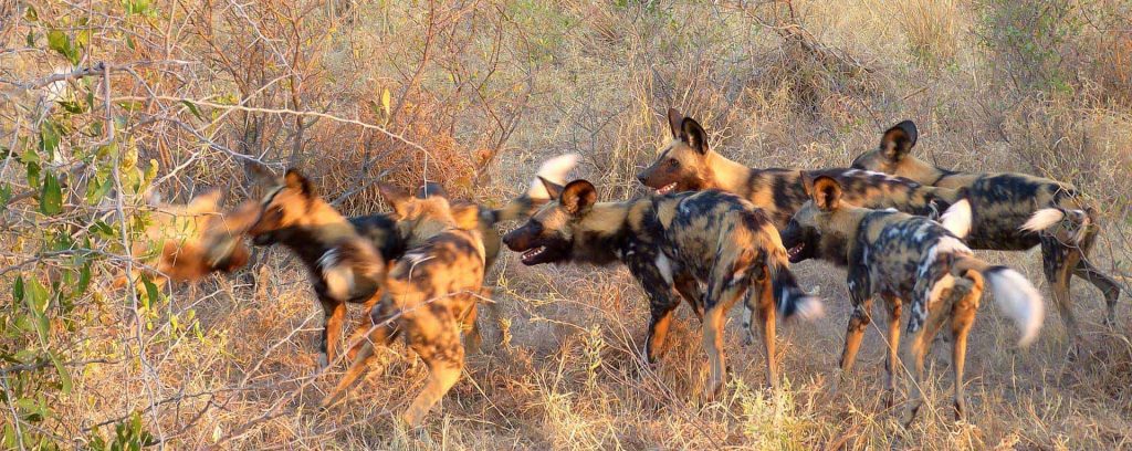 Wilds Dog In Nyerere