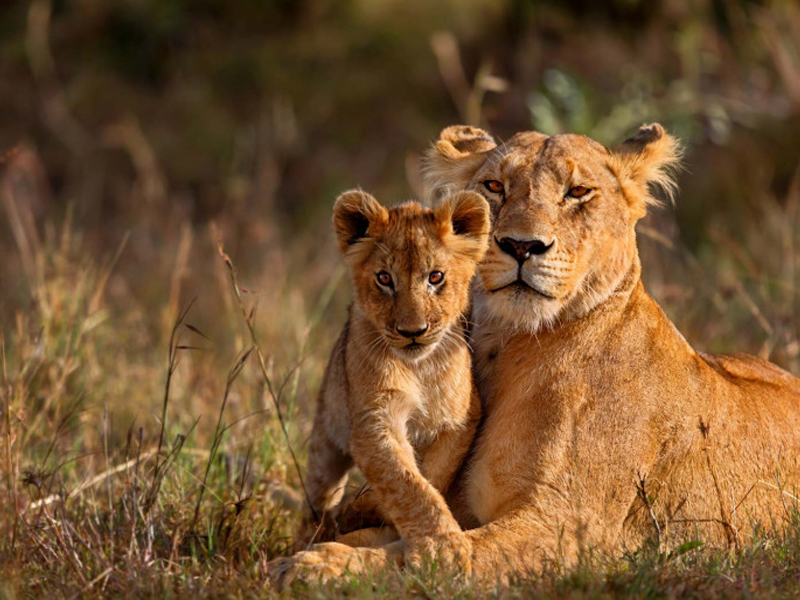 Lioness and her cab in Serengeti