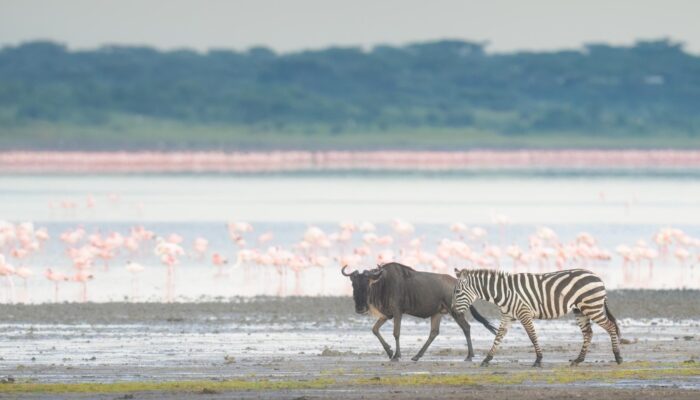 Wildebeest and Zebra in Ndutu Region