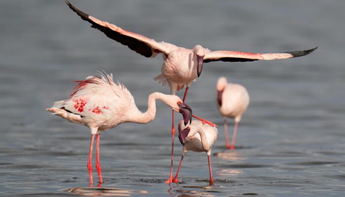 Lake Manyara National Park