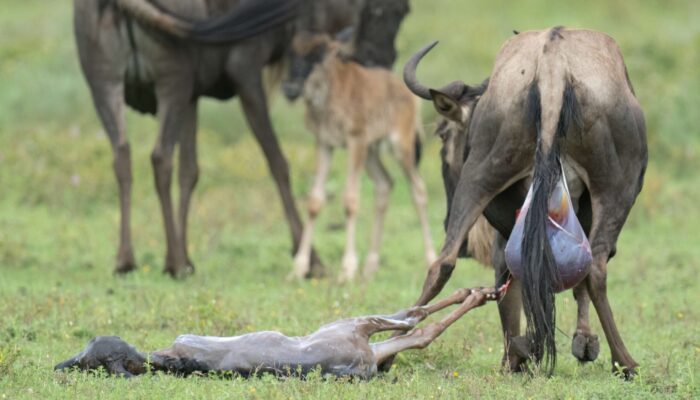 New baby in Calving Area