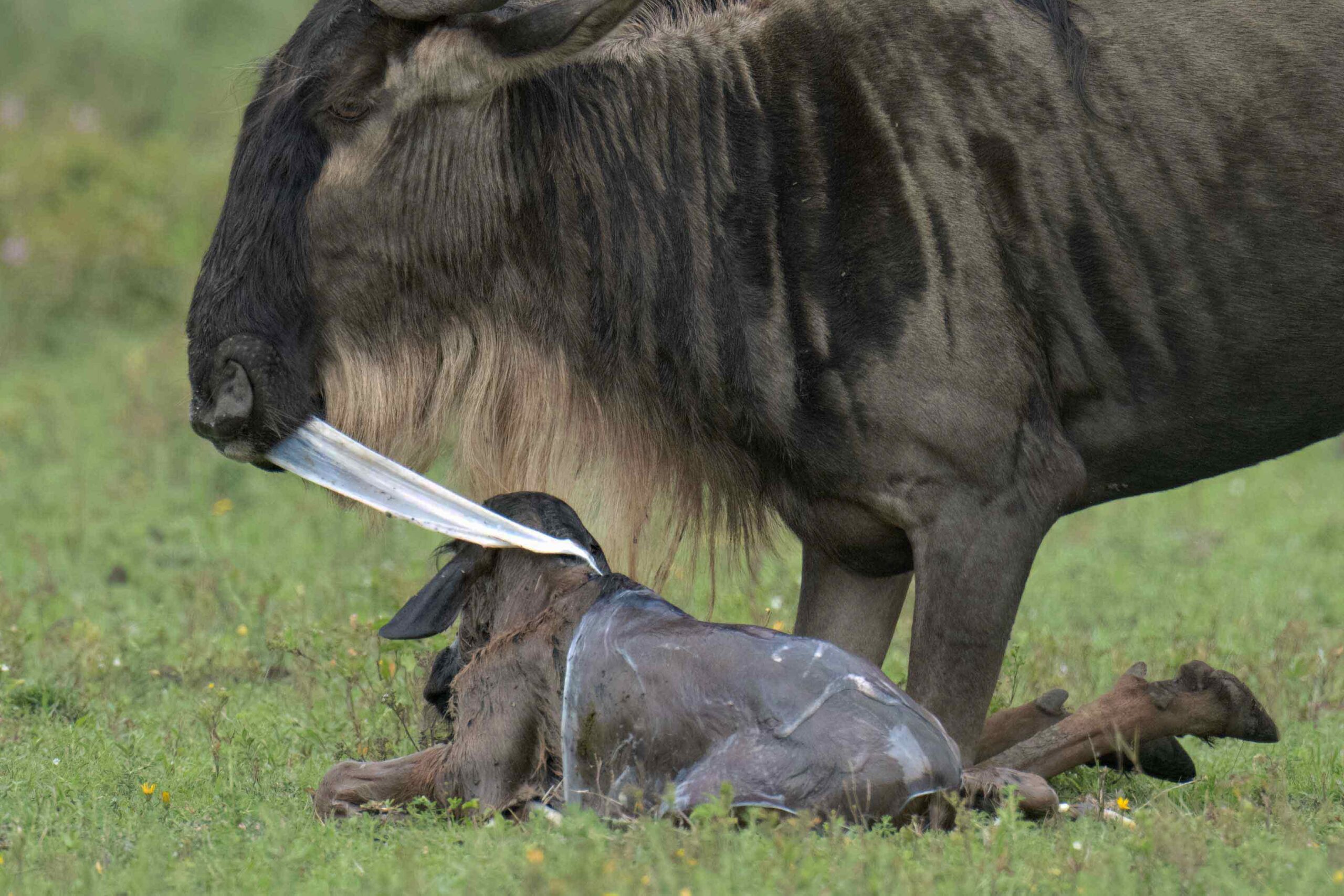Wildebeest Calving Safari