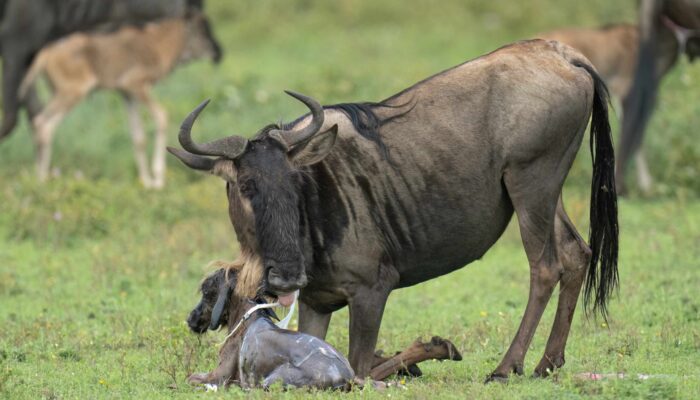 Calving Season during Wildebeest Migration