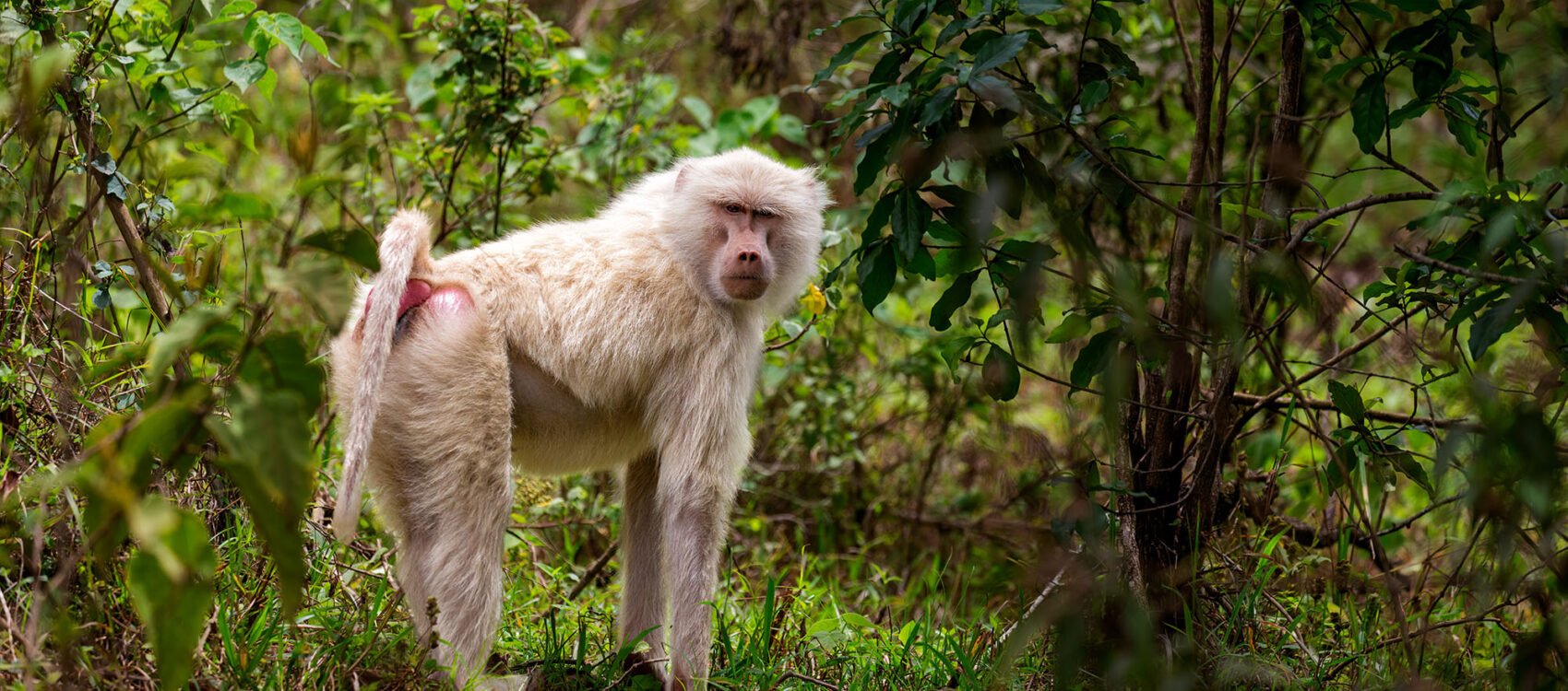 Baboon Olive Albino Arusha 1DX _Q9P1303 Smugmug