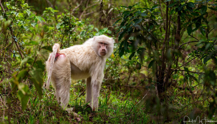 Baboon Olive Albino Arusha 1DX _Q9P1303 Smugmug