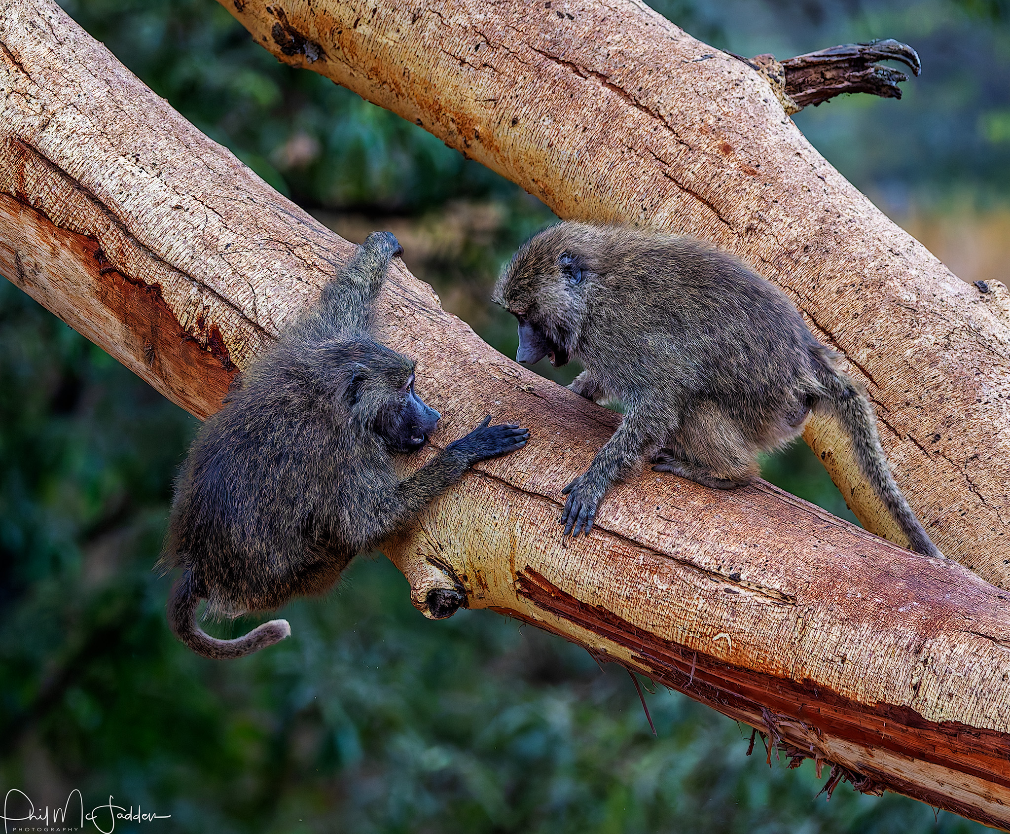 Olive Baboon Playing during honeymoon Safari Adventure