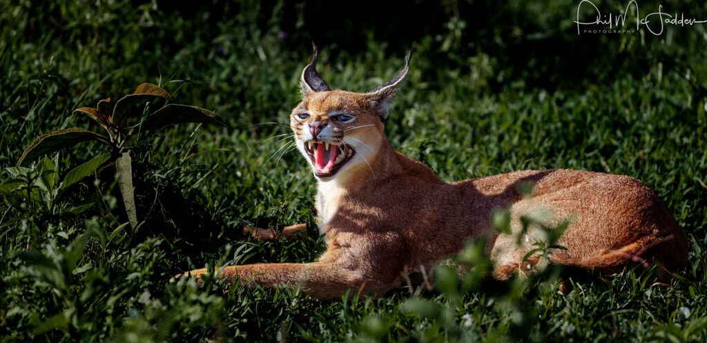 Caracal Ngorongoro in a family Safari