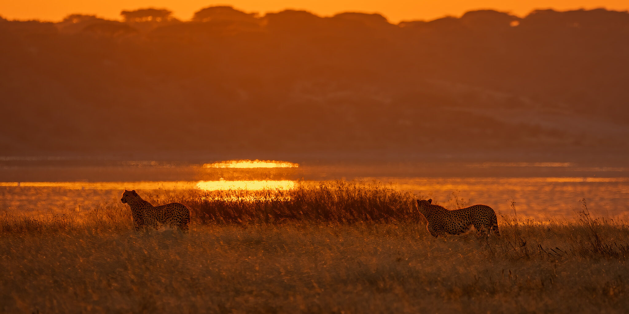 Cheetah Brothers Ndutu R3 _24A2112 Smugmug Get in Touch