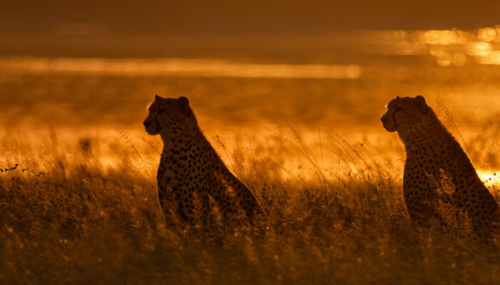 Cheetah Brothers Ndutu R3 _24A2191 Smugmug