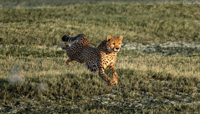 Cheetah Brother in ndutu during river crossing safari