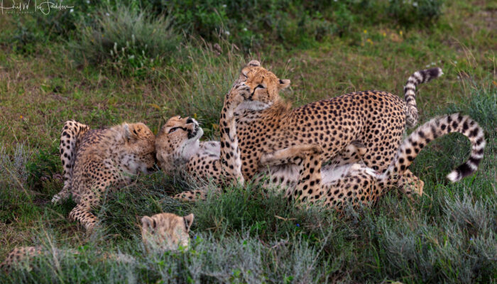 Cheetah during Wildebeest Migration crossing