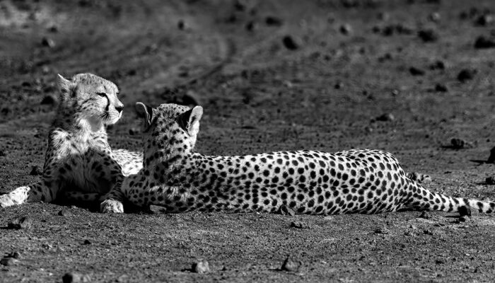 Cheetah Mum and Cub Hidden Valley Ndutu R3 _24A3455 Smugmug