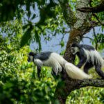 Colobus monkey in Arusha