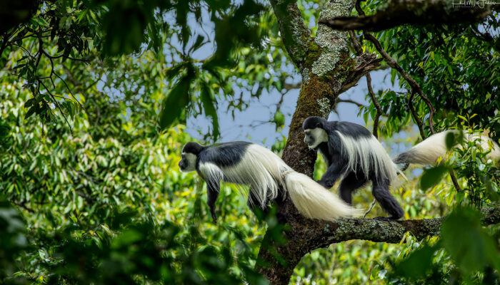 Colobus monkey in Arusha