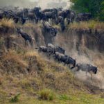 Wildebeest Crossing