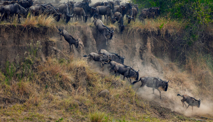 Wildebeest Crossing