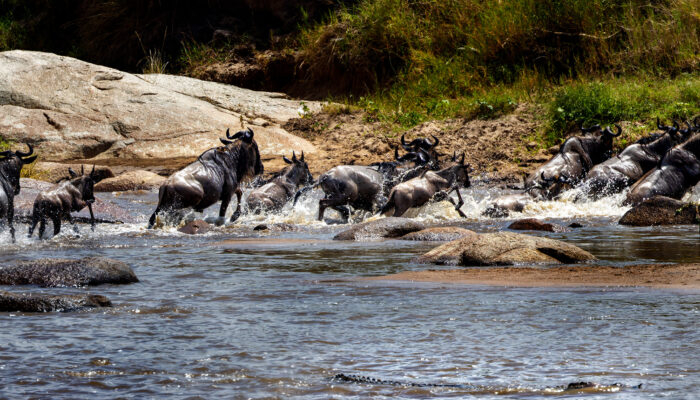 River Crossing Wildebeest