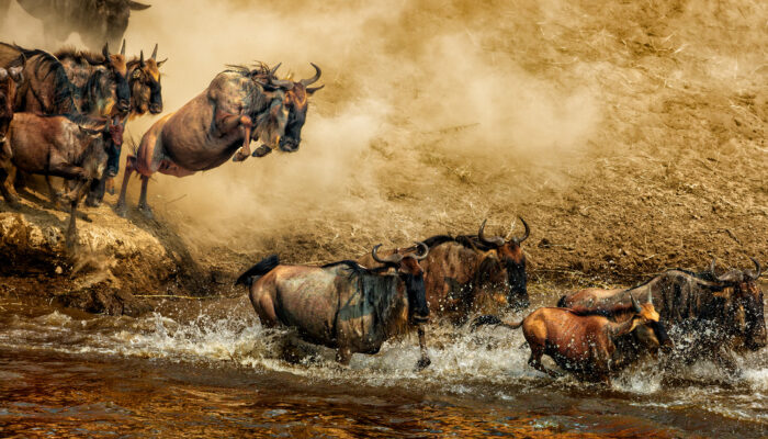 Wildebeest River Crossing in Kogatende