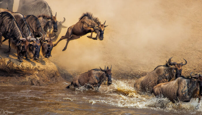 Northern Serengeti River Crossing