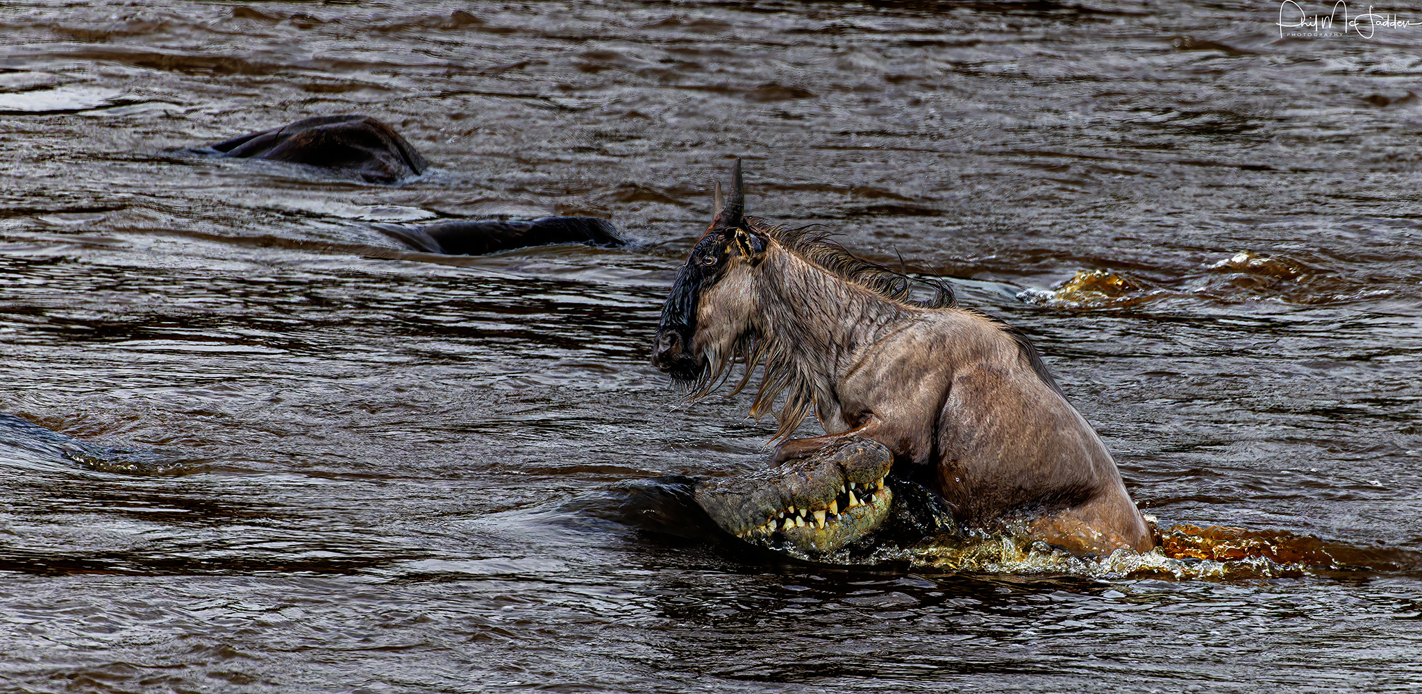 Wildebeest River Crossing Safari