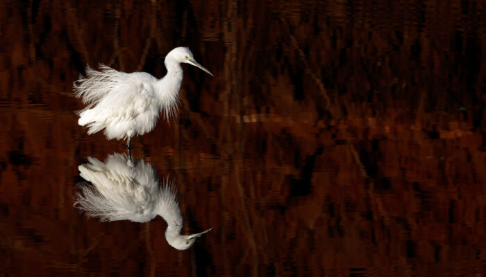 Egret in Tarangire