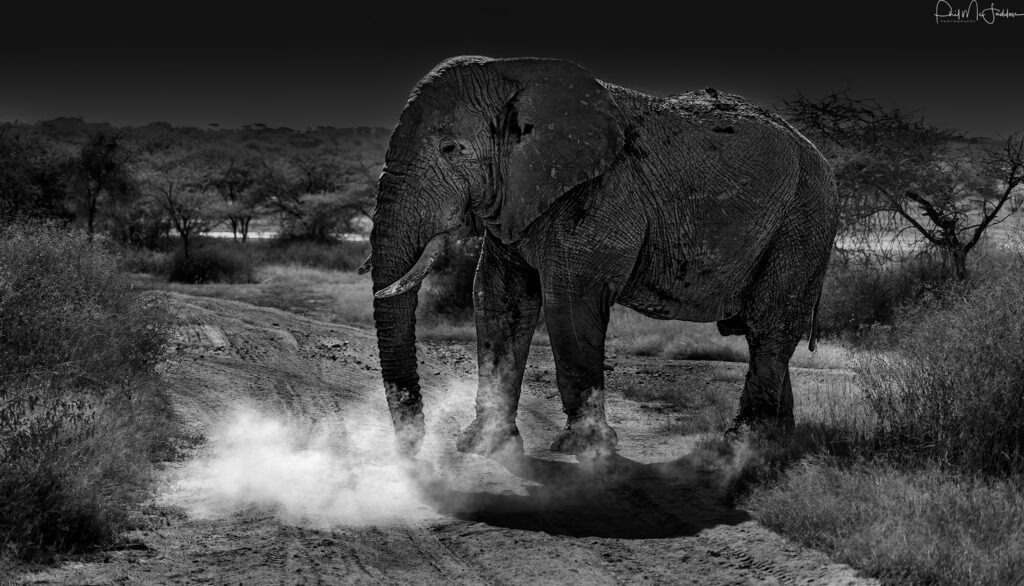 Tarangire Camps and Lodges