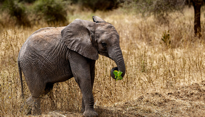 Young Elephant in Tarangire