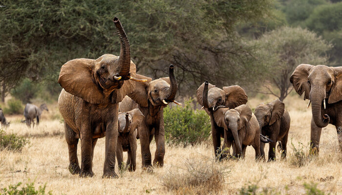 Elephant-Waterhole-Tarangire