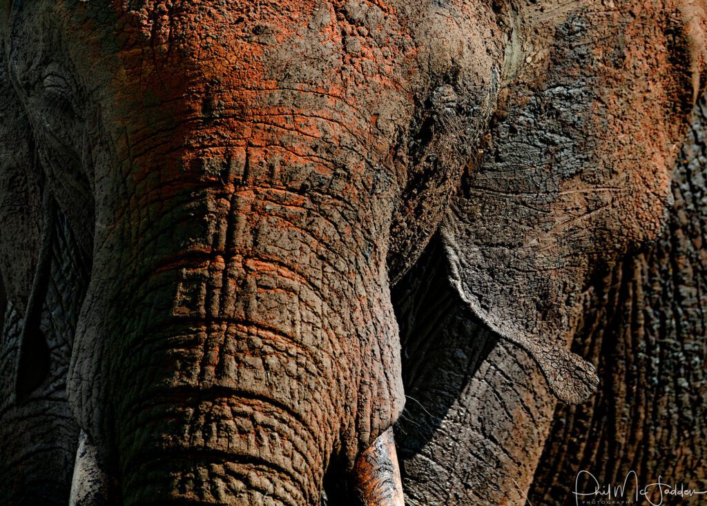 Tarangire Camps and Lodges