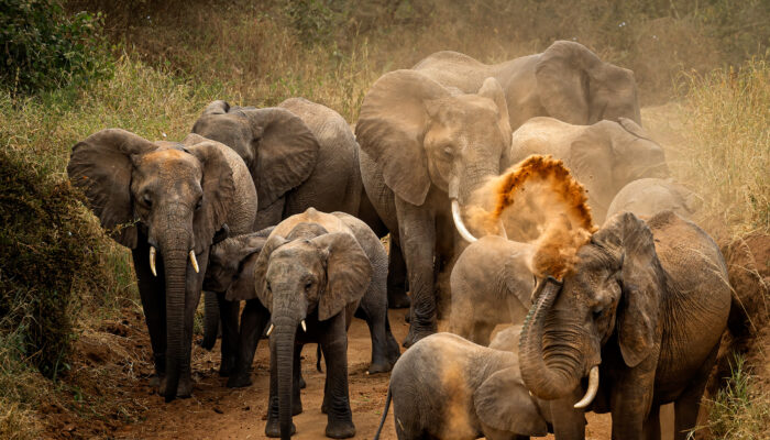 Elephants Dust In Tarangire