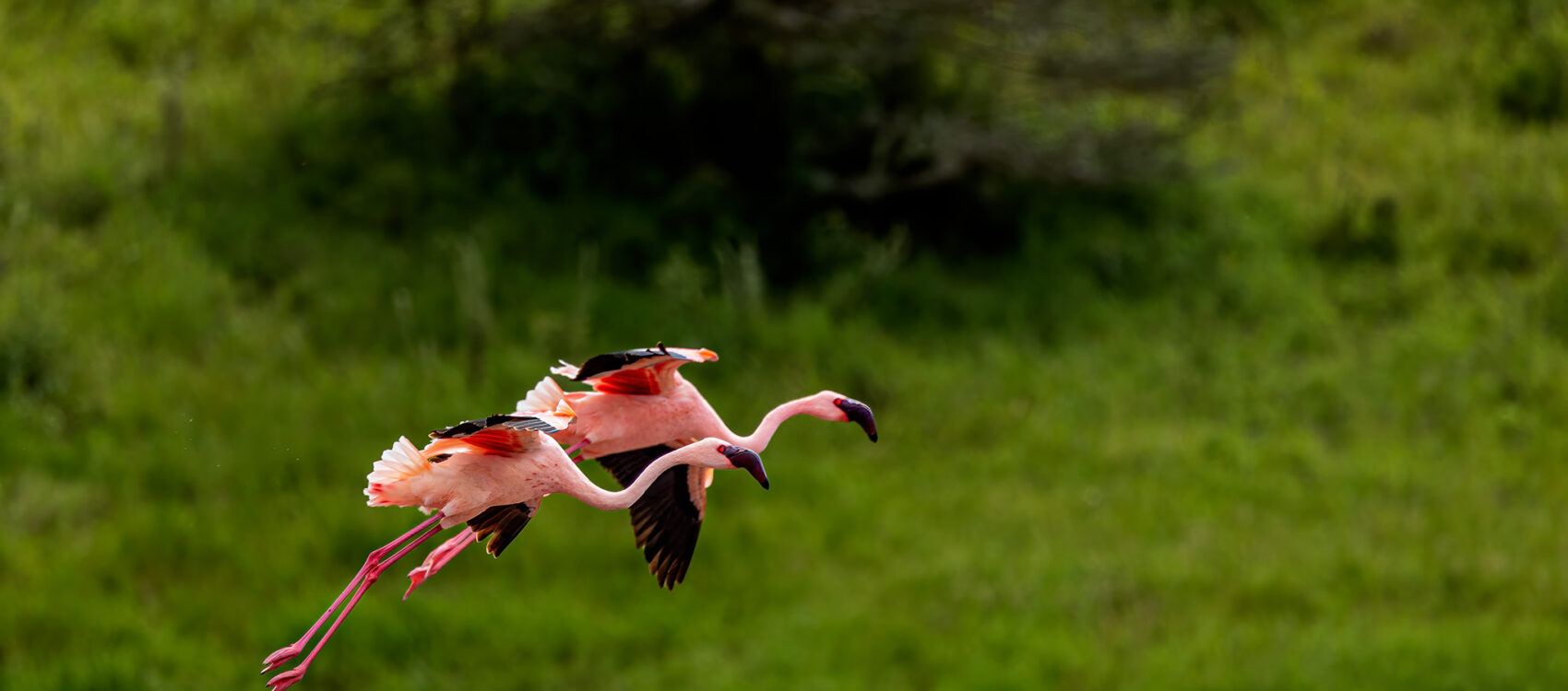 Flamingo Arusha NP R3 _24A2673 Smugmug