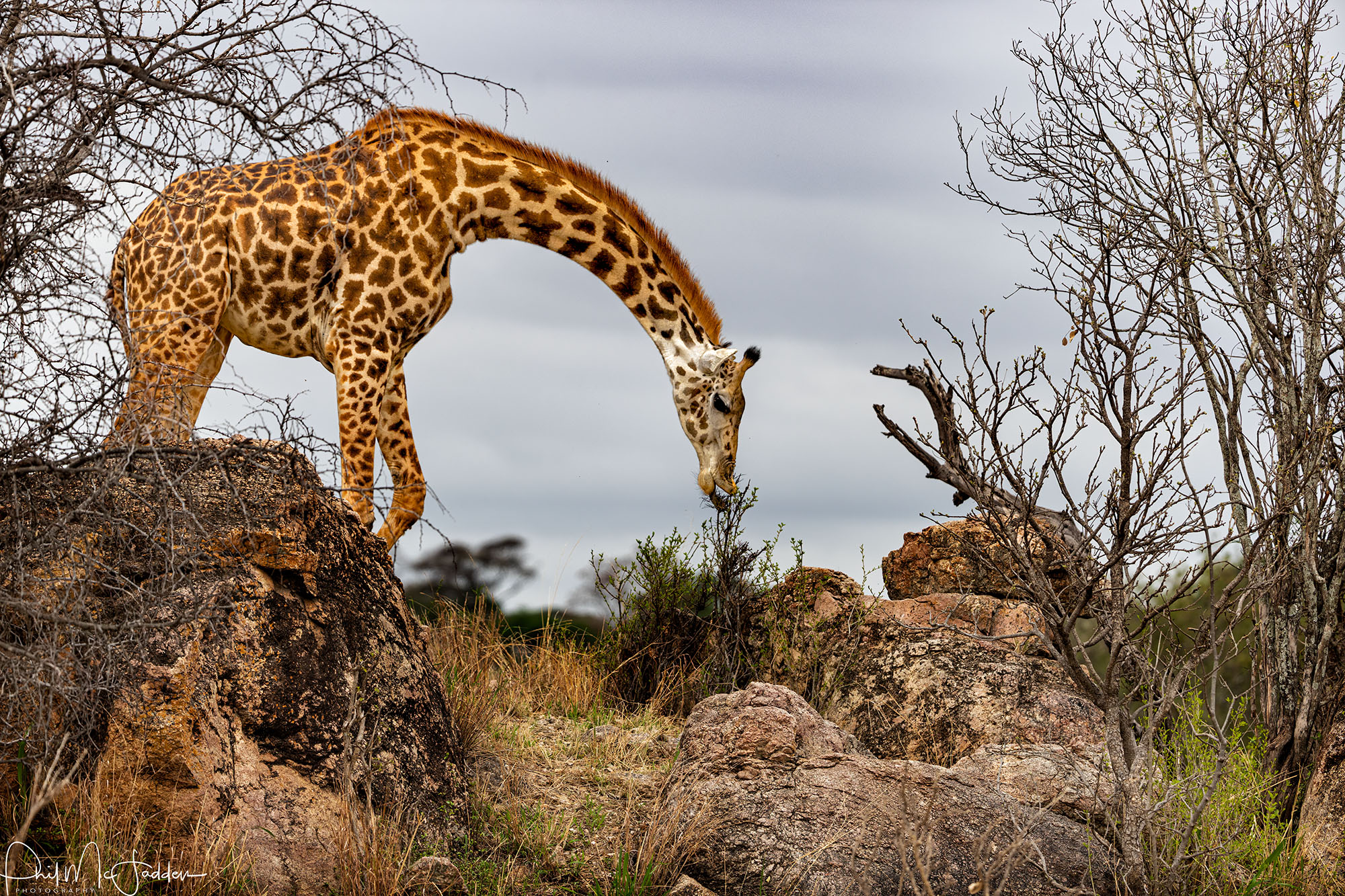 Giraffe-in Tarangire