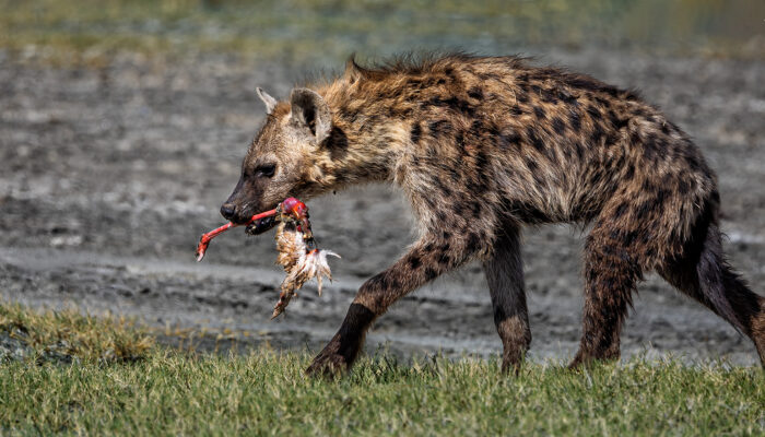 Hyena Flamingo Leg Ndutu R3 _24A2817 Smugmug