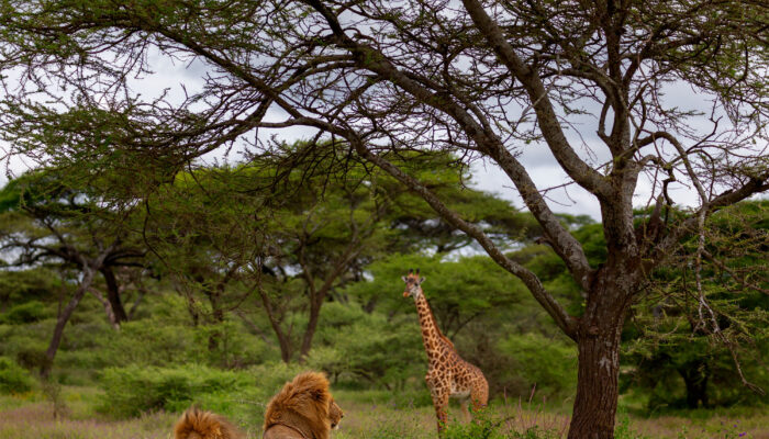 Gang-Males-and-Giraffe-Ndutu Private Safari