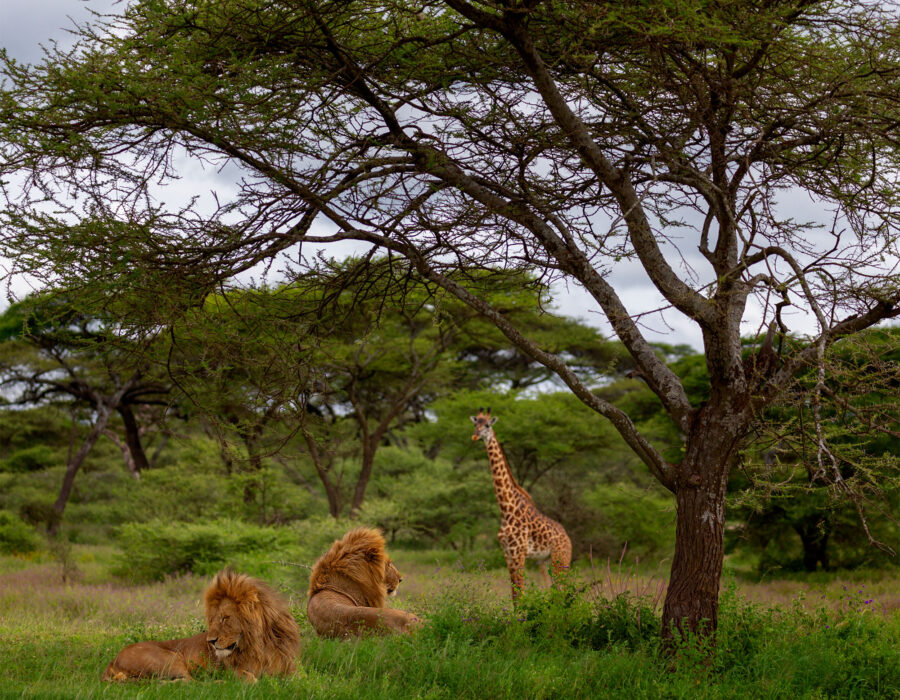 Gang-Males-and-Giraffe-Ndutu Private Safari