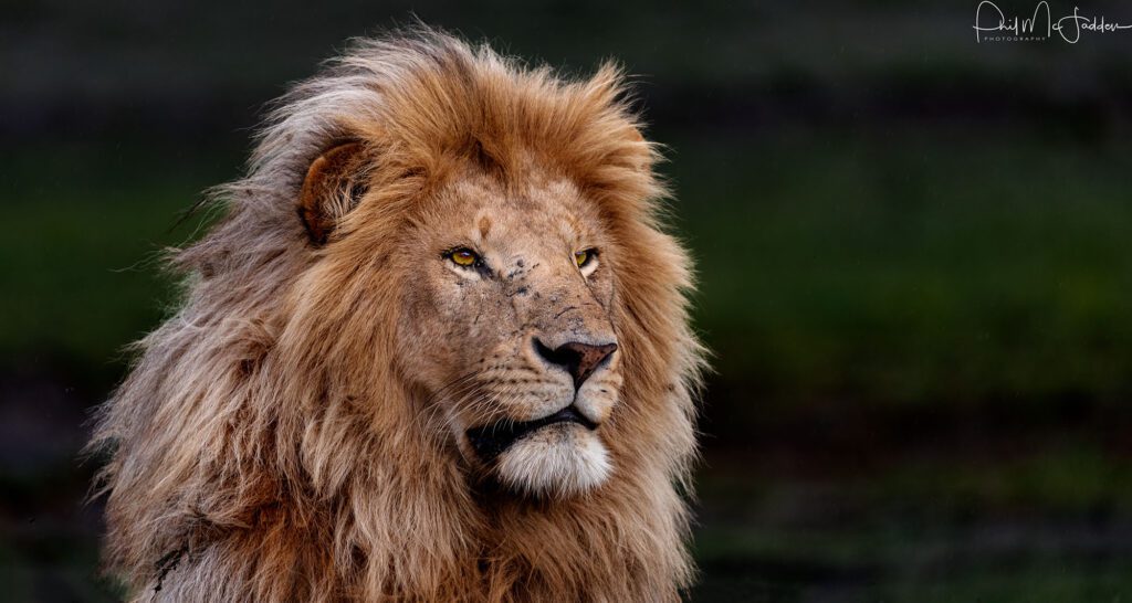 Tanzania Short Safari Discover Your Adventure