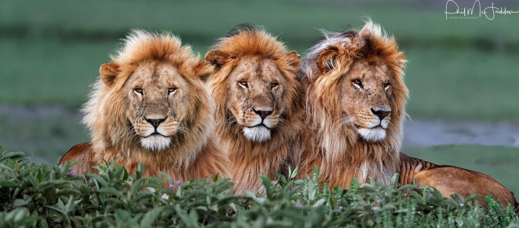 Tanzania Photographic Safaris-Discover Your Adventure