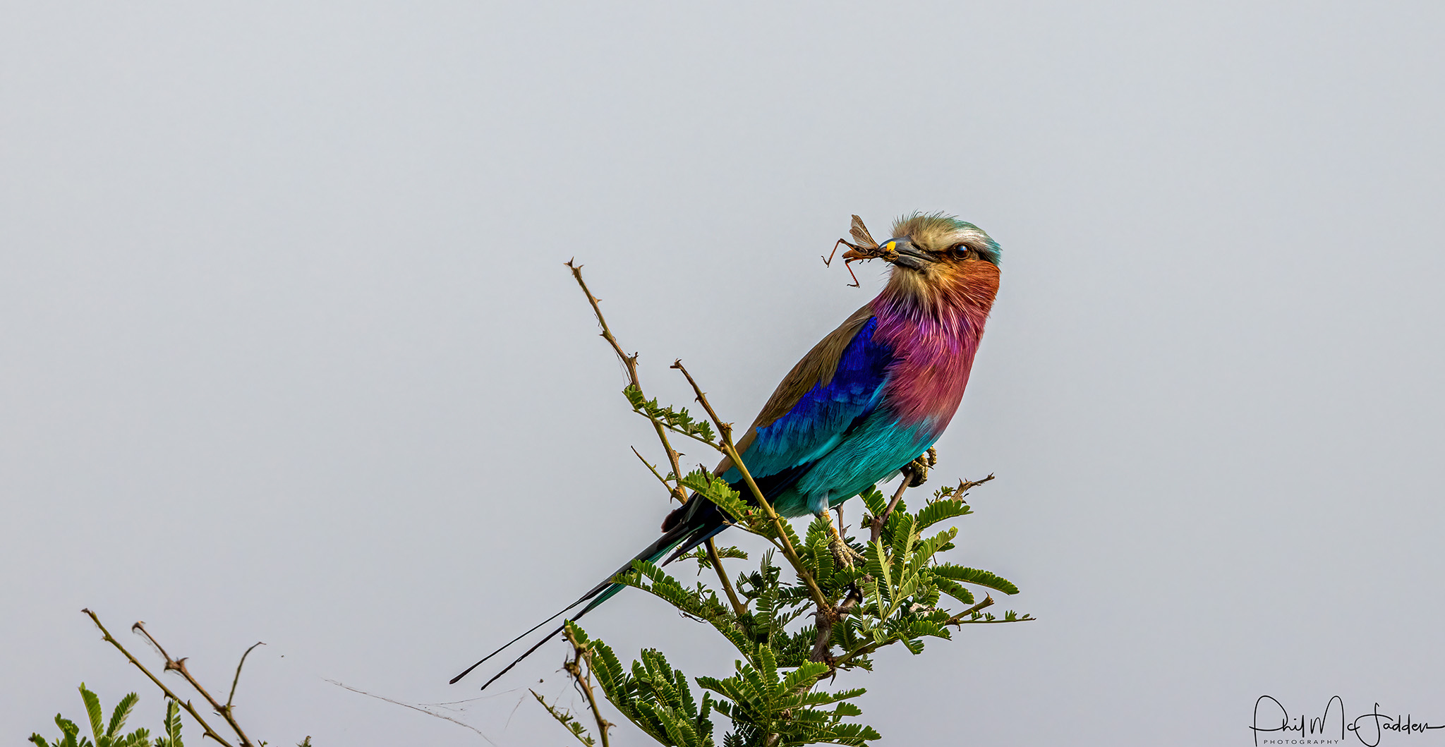 Serengeti Birds