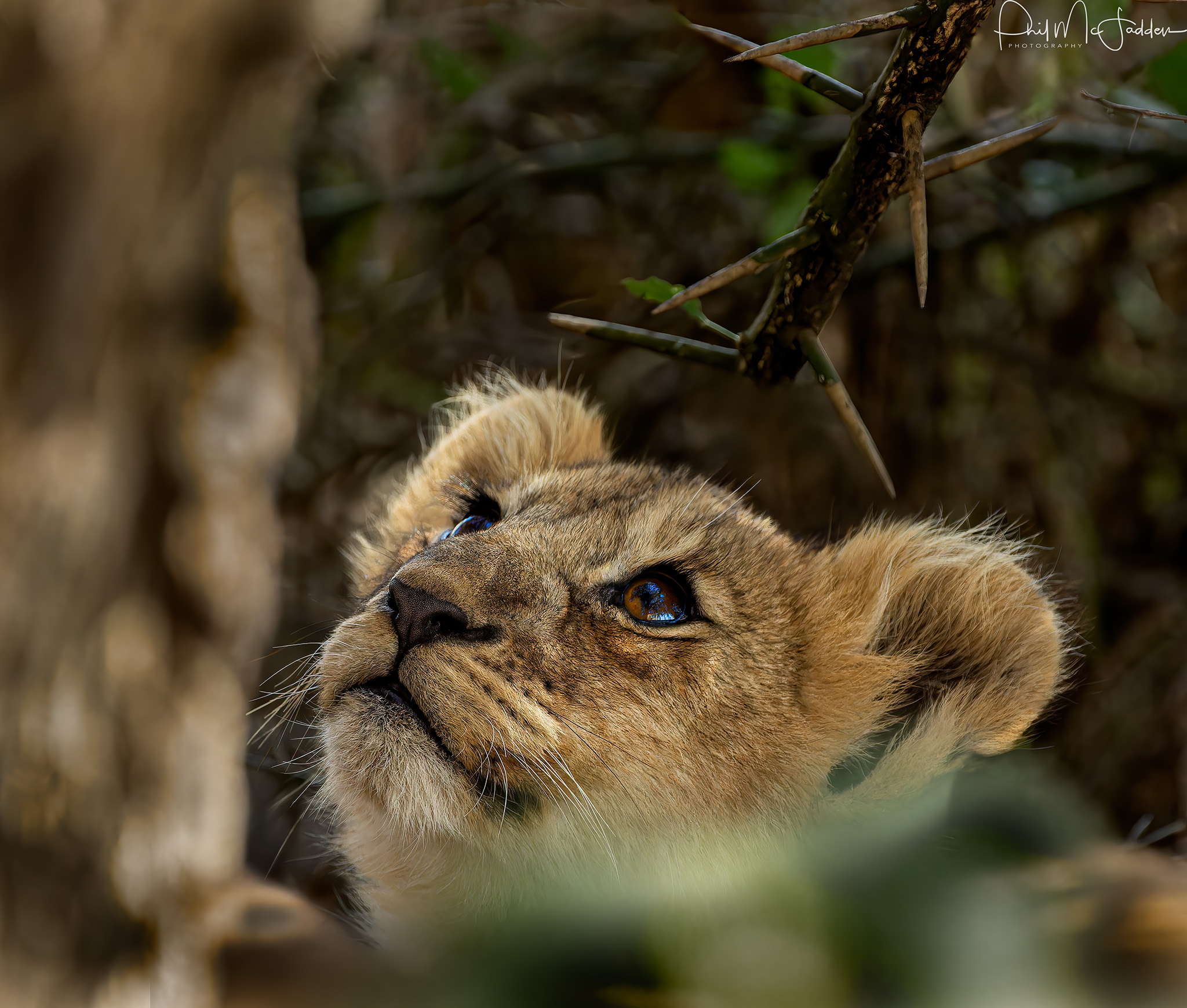 lions cab