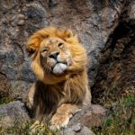 male Lion in Serengeti