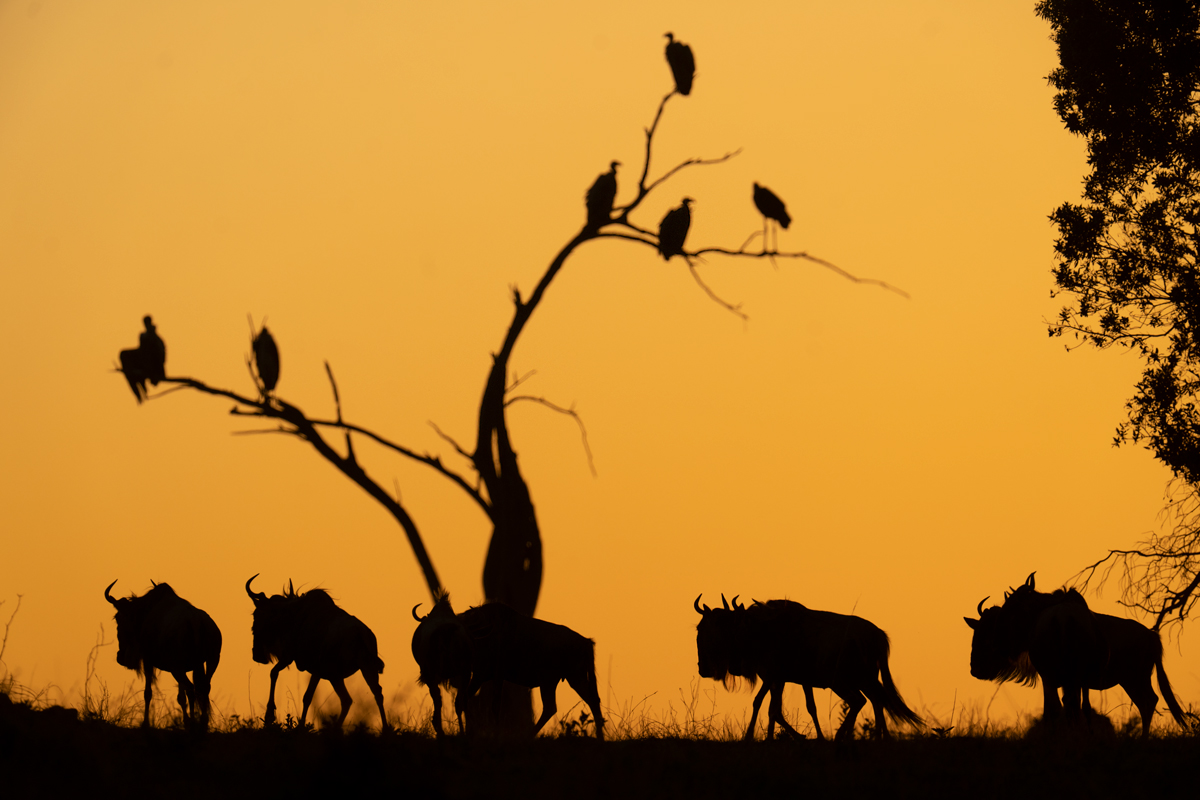 Mara River wildebeest Nigration in a Group