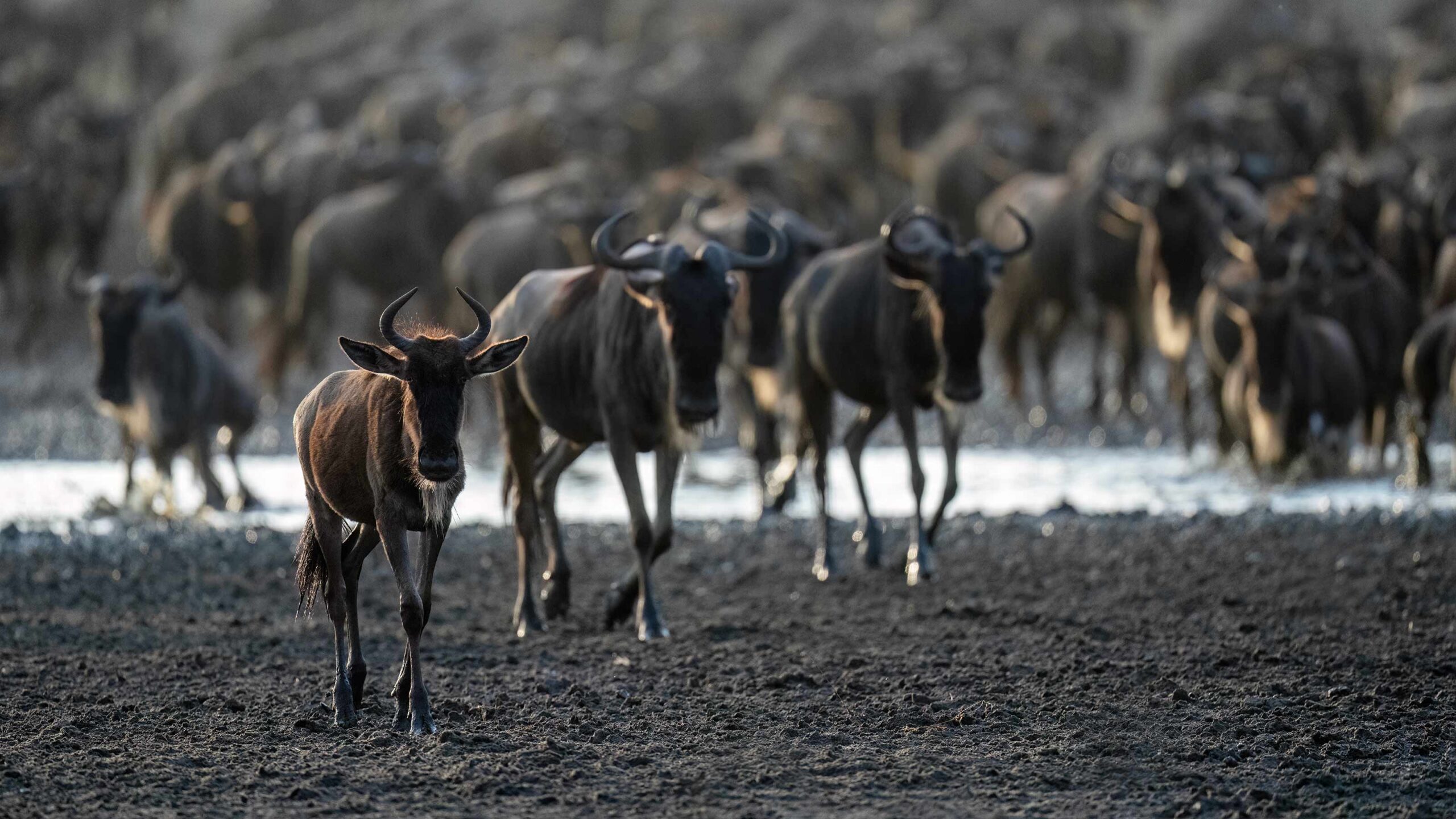 Calving Season In Ndutu