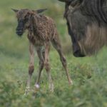 Calving season in Ndutu