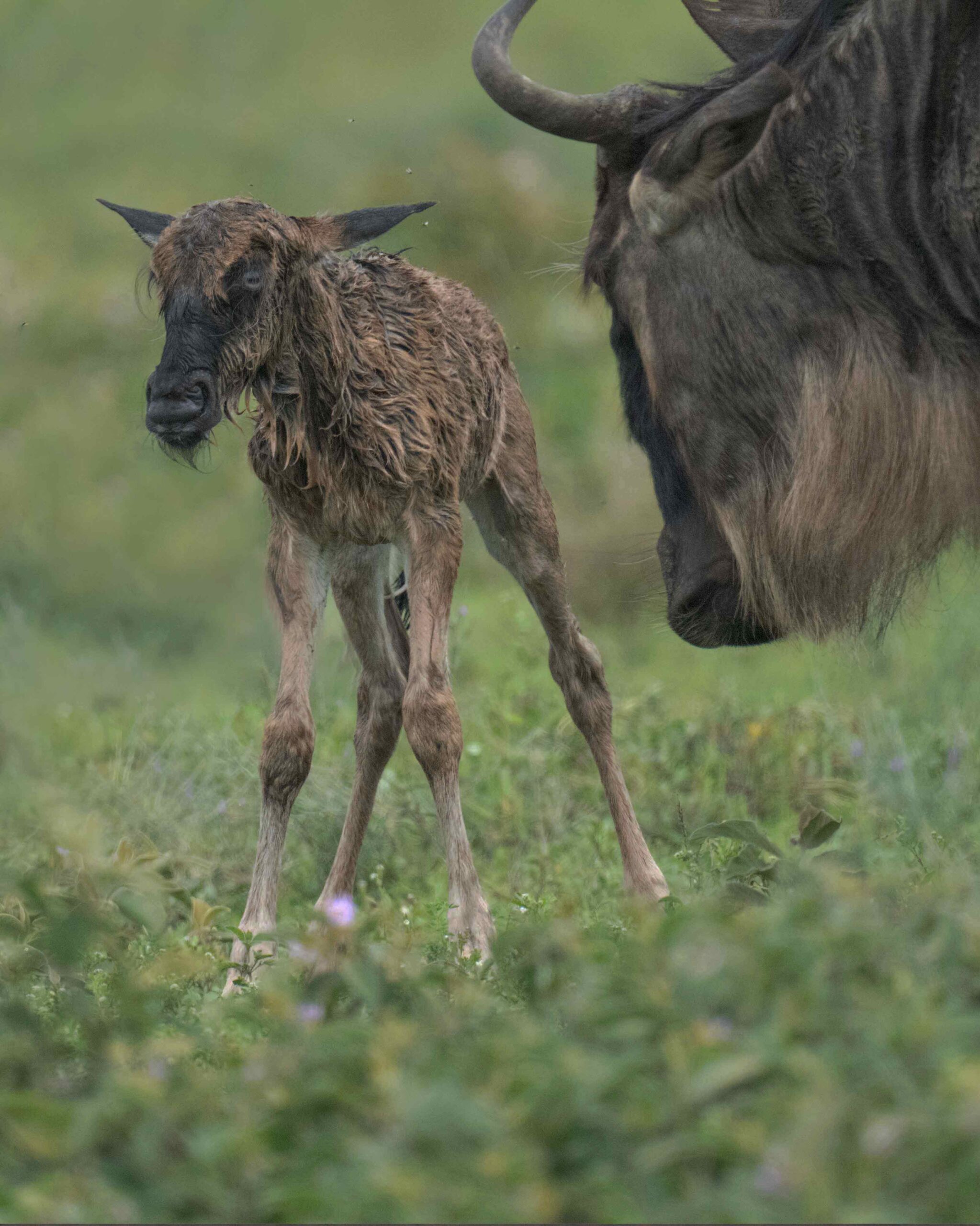 Calving season in Ndutu