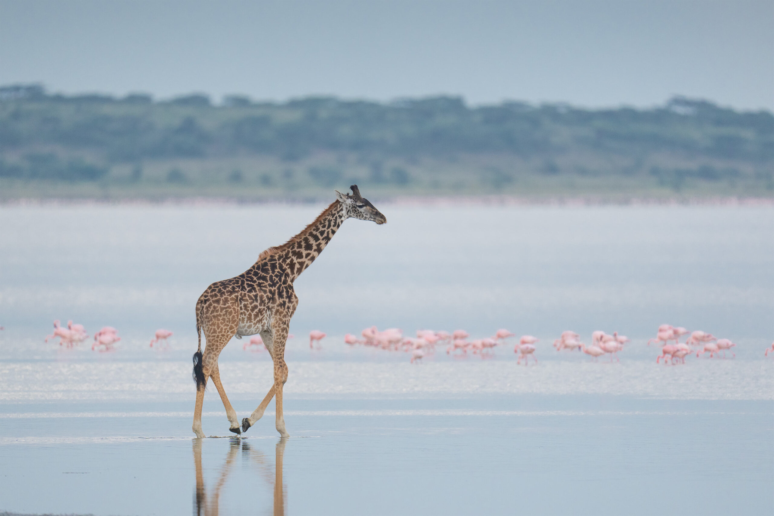 Ndutu Plains