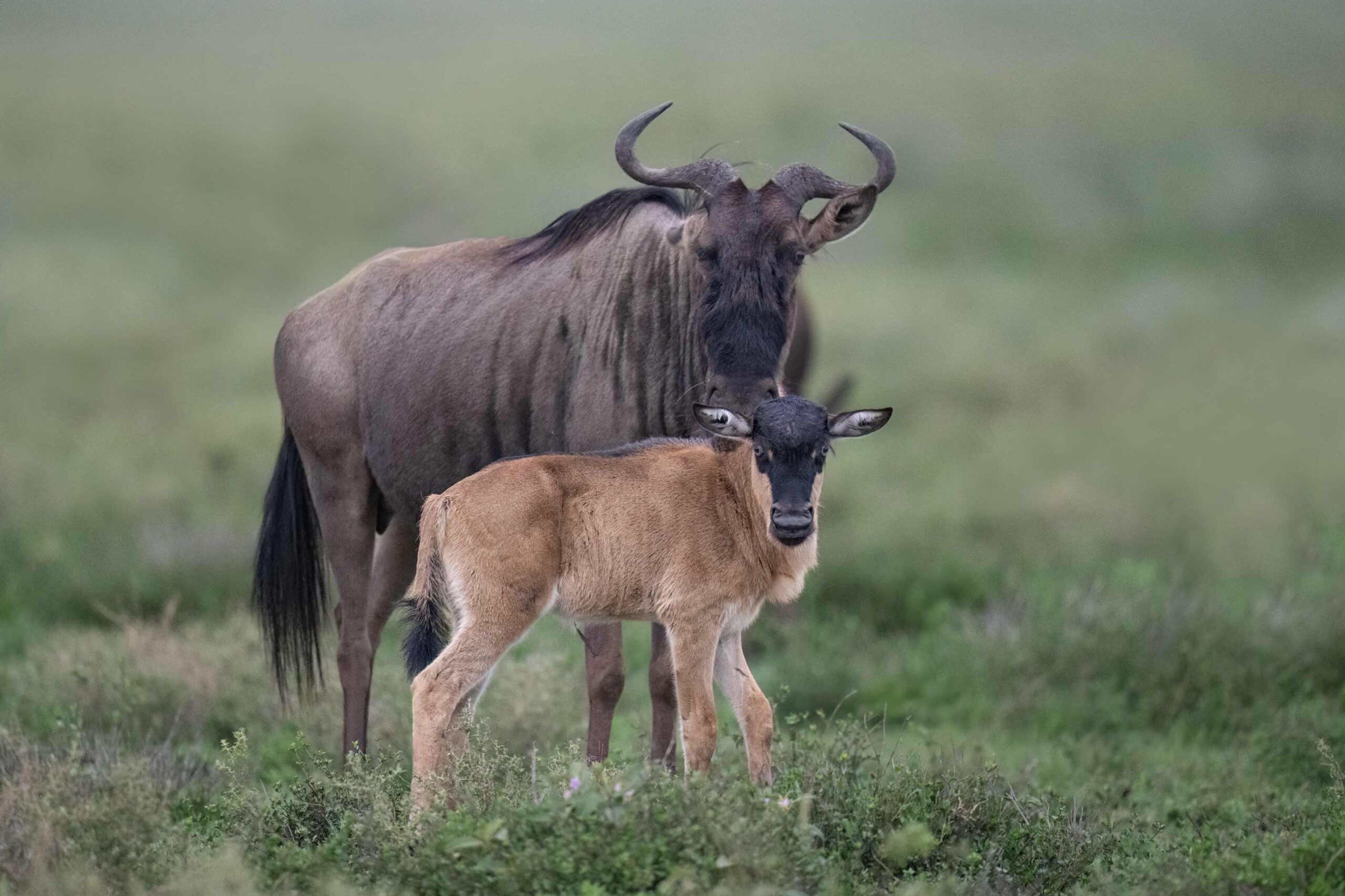 Calving Season in Serengeti